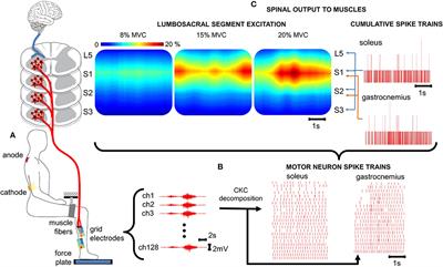 Interfacing With Alpha Motor Neurons in Spinal Cord Injury Patients Receiving Trans-spinal Electrical Stimulation